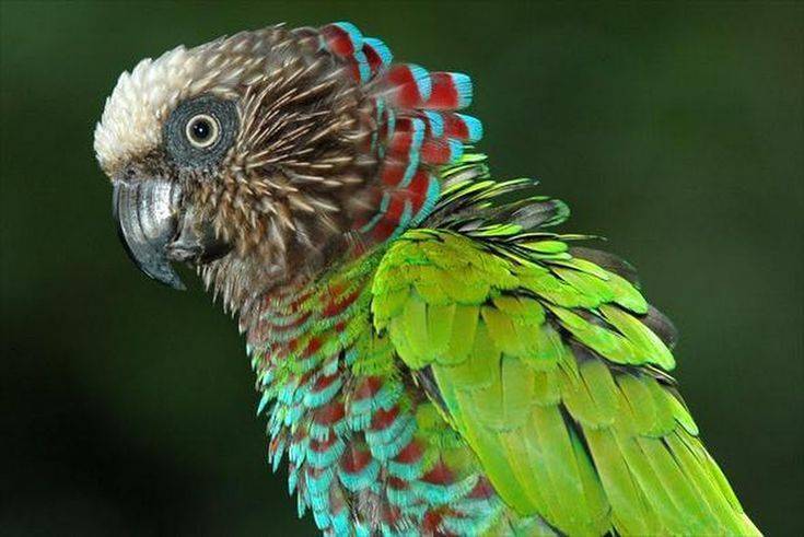 Распространённые мифы об ожереловых или индийских кольчатых попугаях  - энциклопедия владельца птицы