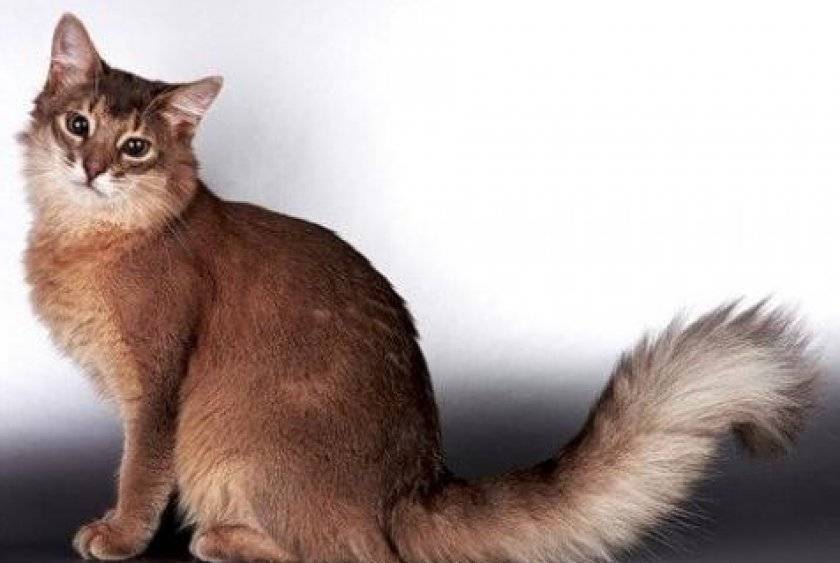 Сомалийская кошка: описание породы с фото, особенности ухода за животным
