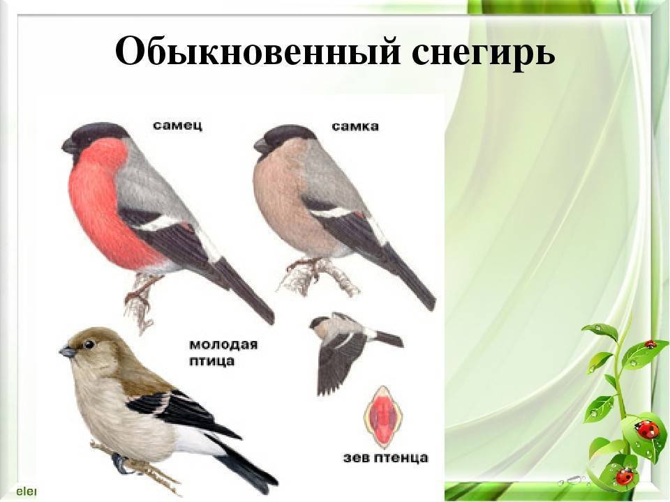 Птица снегирь: описание, образ жизни и среда обитания