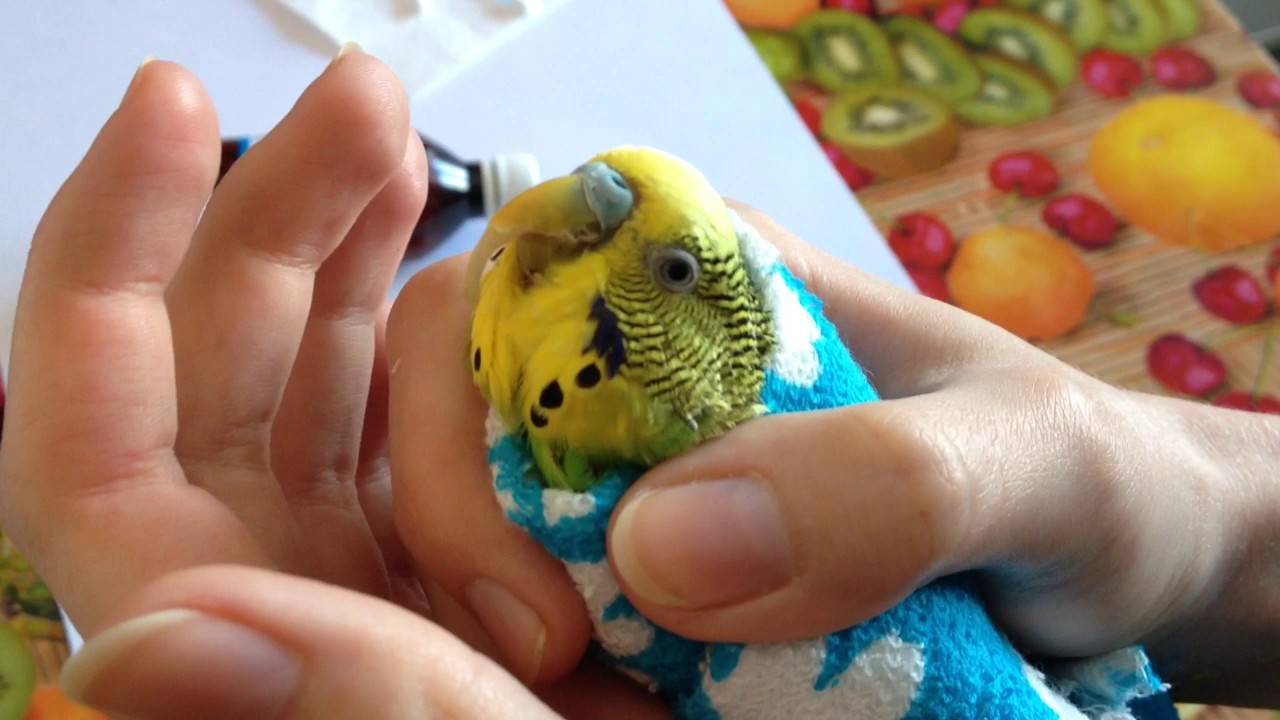 Как обрезать ногти и клюв волнистого попугая в домашних условиях