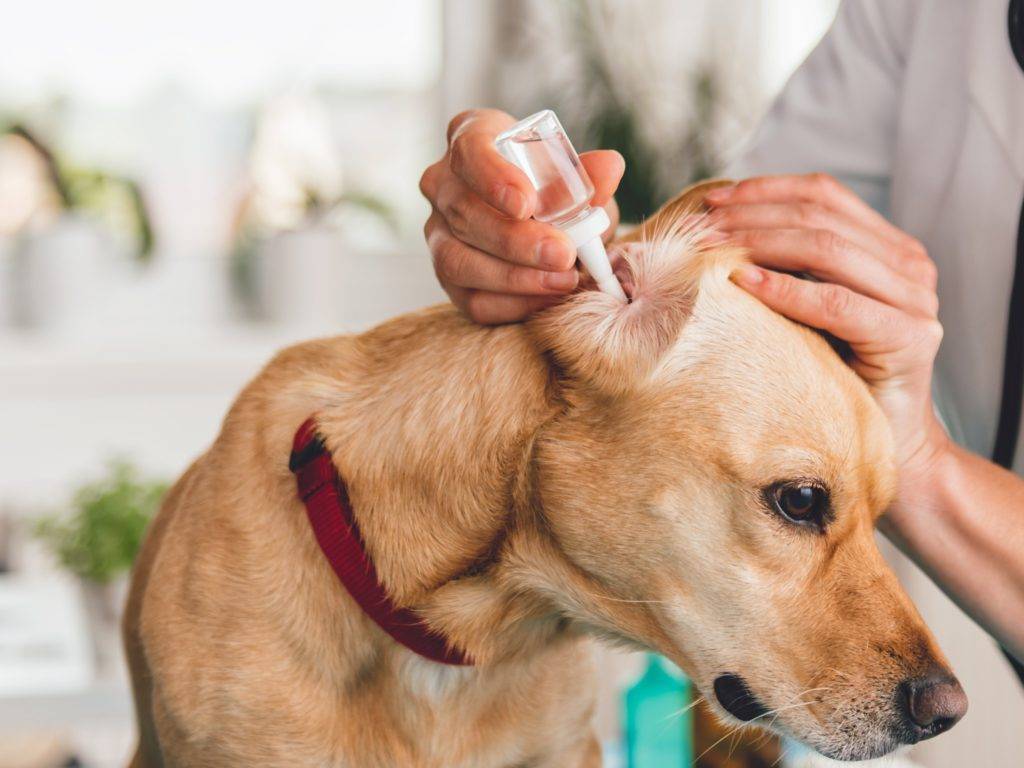 Воспаление уха у собаки: виды, первые признаки, методы диагностики и лечения, применяемые препараты, возможные осложнения, меры профилактики