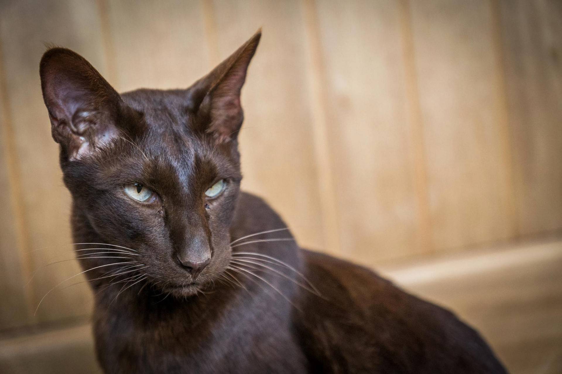 Порода кошек гавана браун: шоколадная кошка