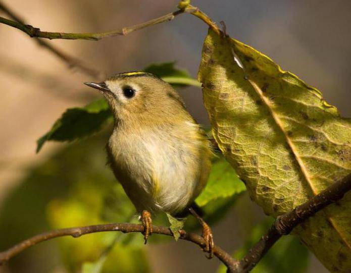 Самая маленькая птица евразии — желтоголовый королек (7 фото + 1 видео)