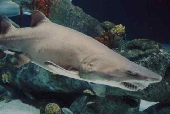 Где водятся акулы, в каких морях и океанах? описание, виды, фото - gkd.ru