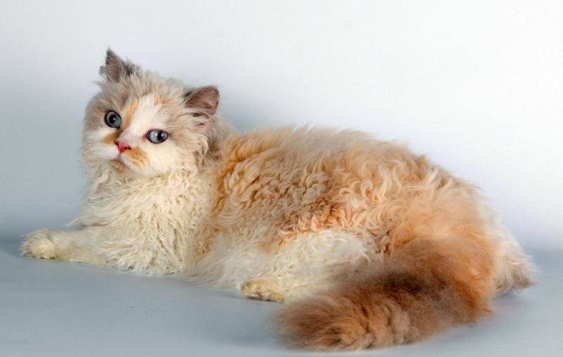 Селкирк-рекс: фото и описание породы кошек (характер, уход и кормление)