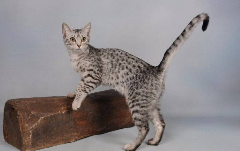 Египетская мау: одна из древнейших кошачьих пород