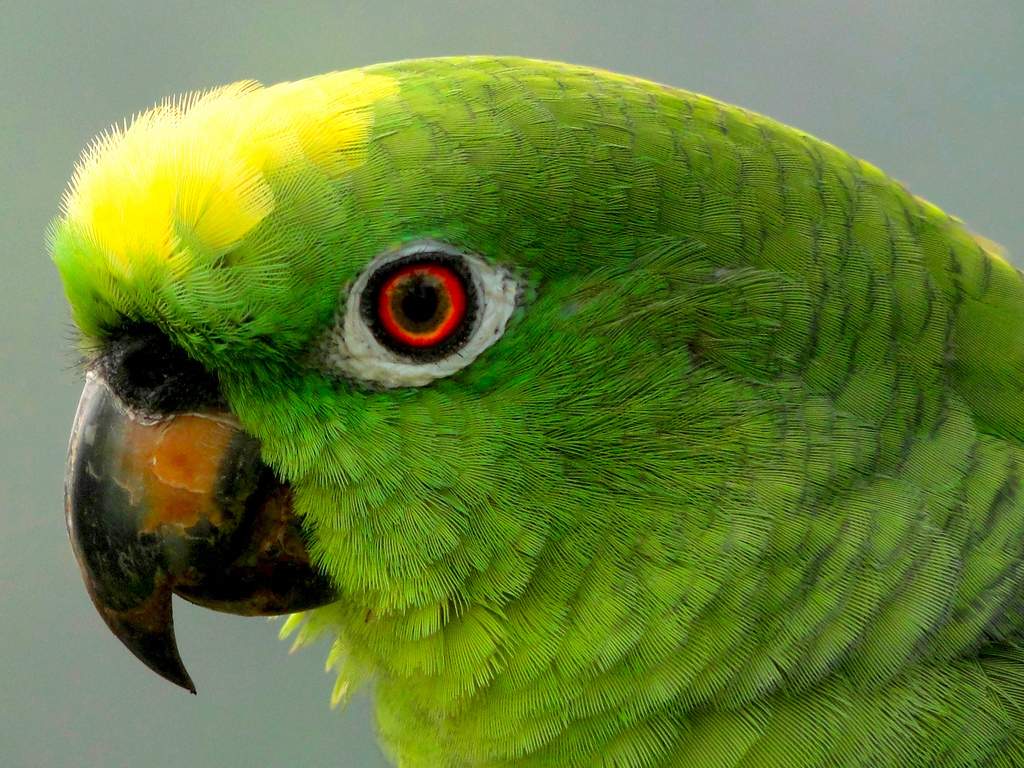 Попугай - синелобый амазон: описание, уход и содержание