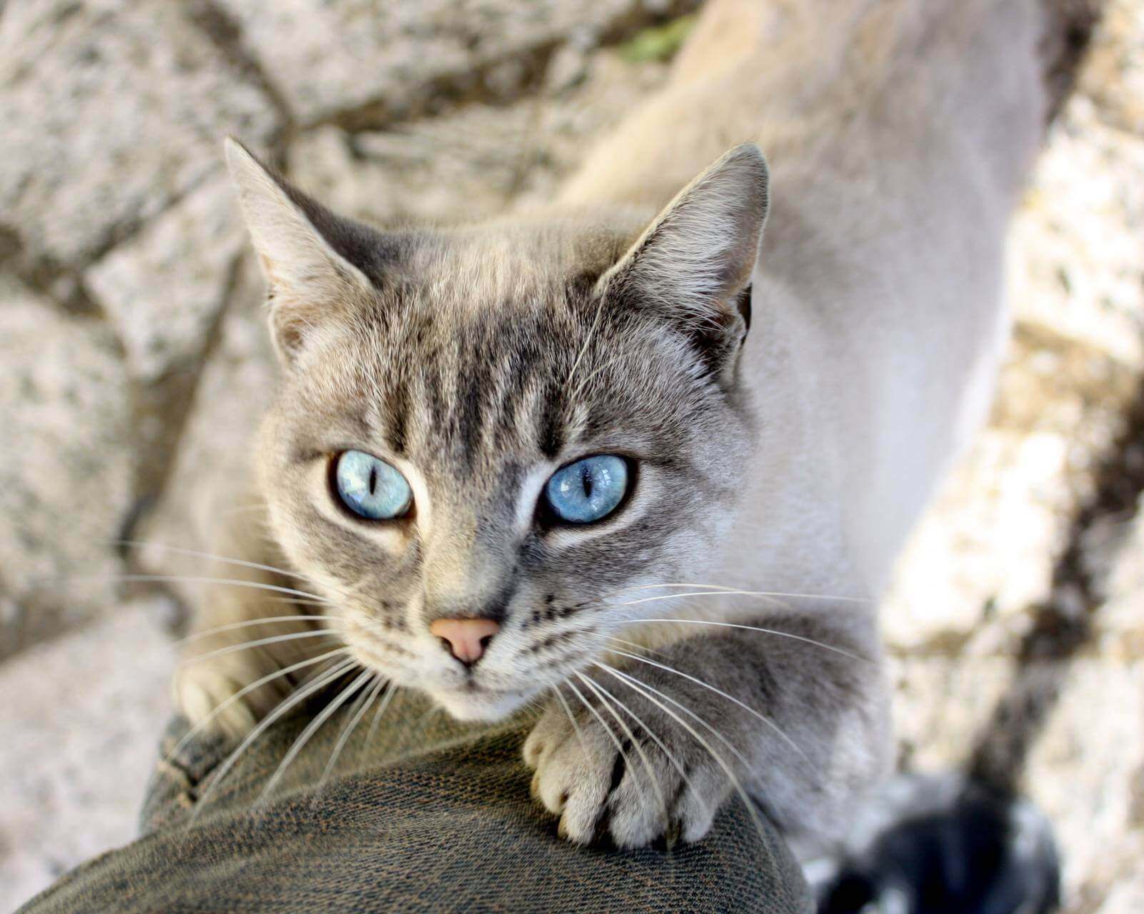 Охос азулес кошка характеристика породы, фото, характер, правила ухода и содержания - petstory