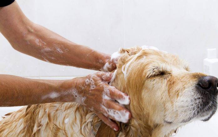 Как правильно и как часто надо мыть собаку после прогулки - petstory