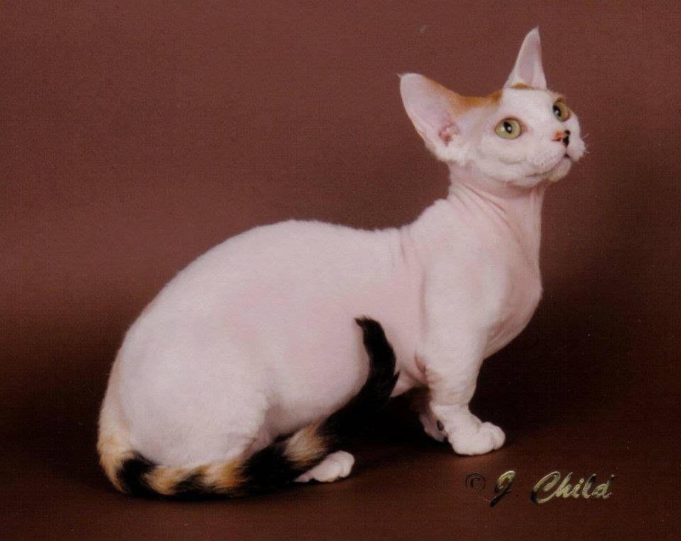 Коротколапая кошка: какие породы бывают, описание, отзывы владельцев +видео