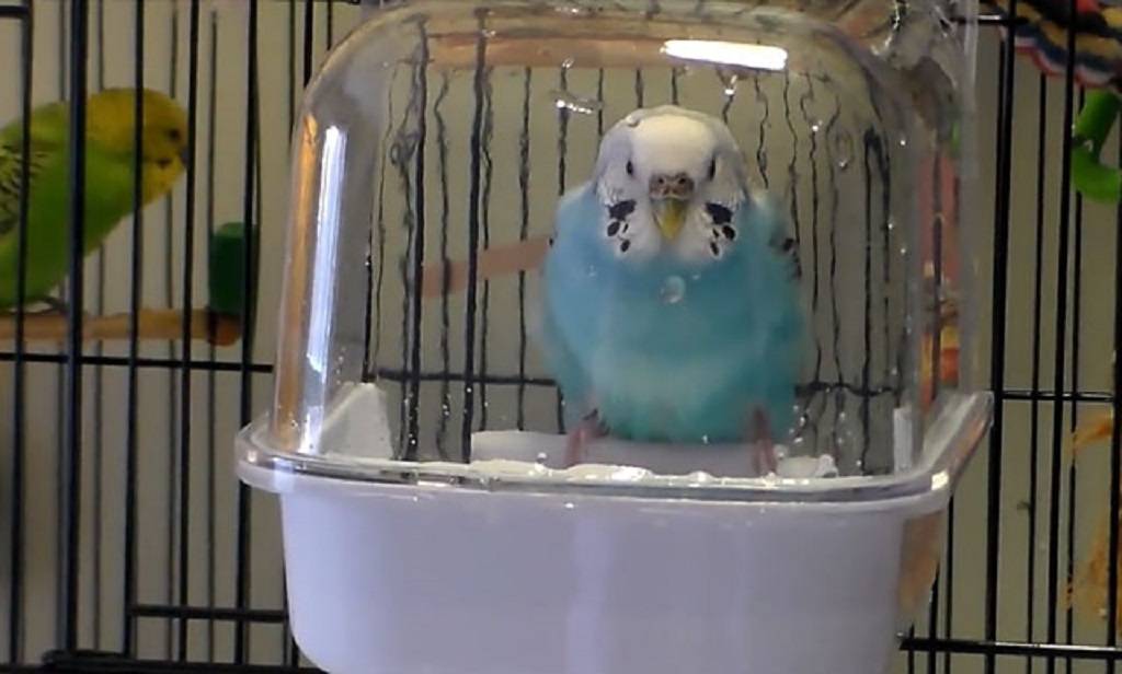Как купать волнистого попугая видео
