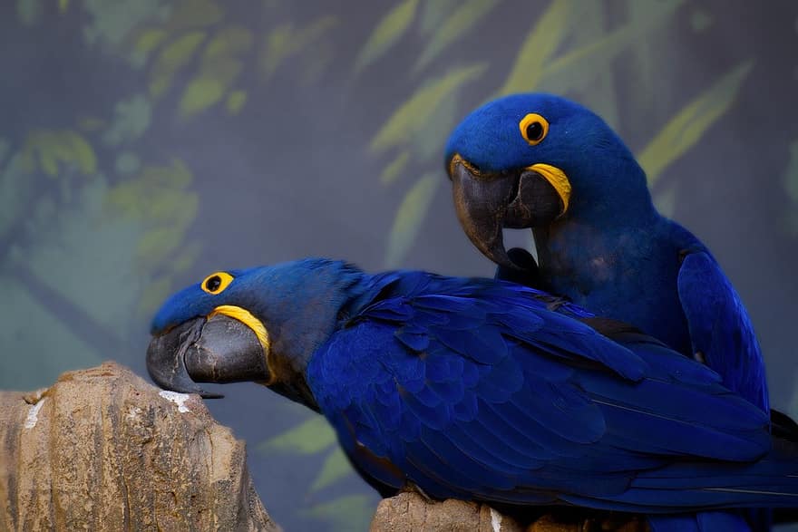 Какой попугай считается самым большим в мире? топ-10 наиболее крупных птиц с фото