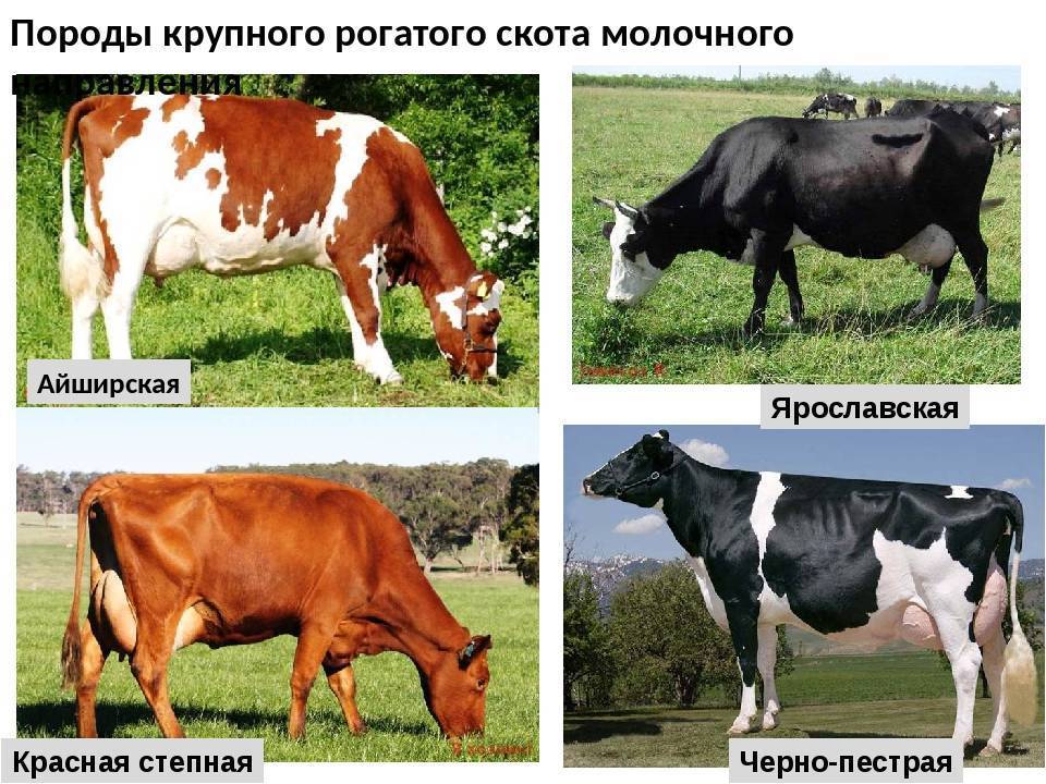 Черно-пестрая порода коров: характеристика молочной продуктивности, содержание и уход