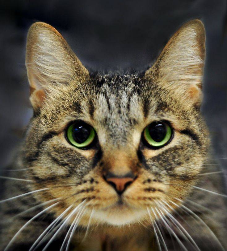 Бразильская короткошерстная кошка: фото, описание породы и характера