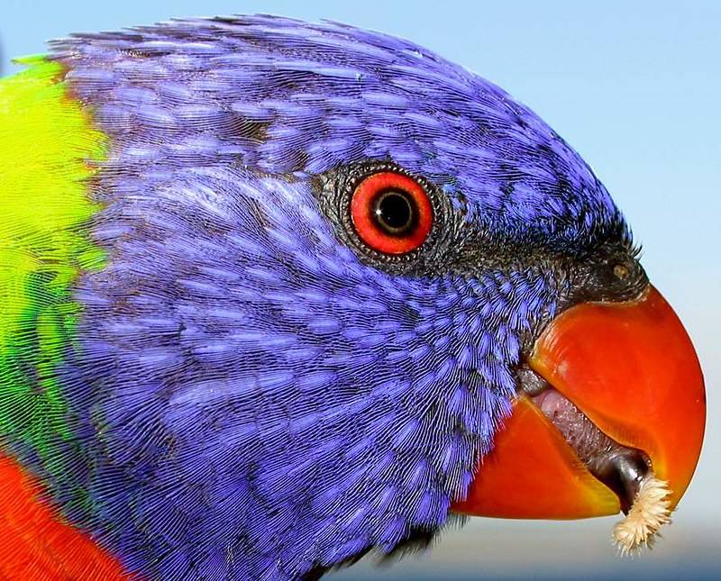 Попугай лори: особенности видов и правила содержания