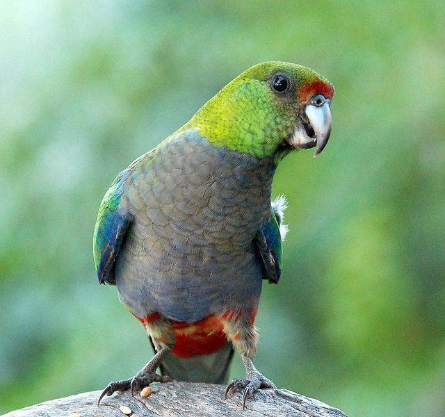 Волнистый попугай - правила по уходу за говорящим попугаем (50 фото)