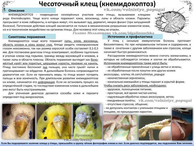 Болезни волнистых попугаев: симптомы, лечение