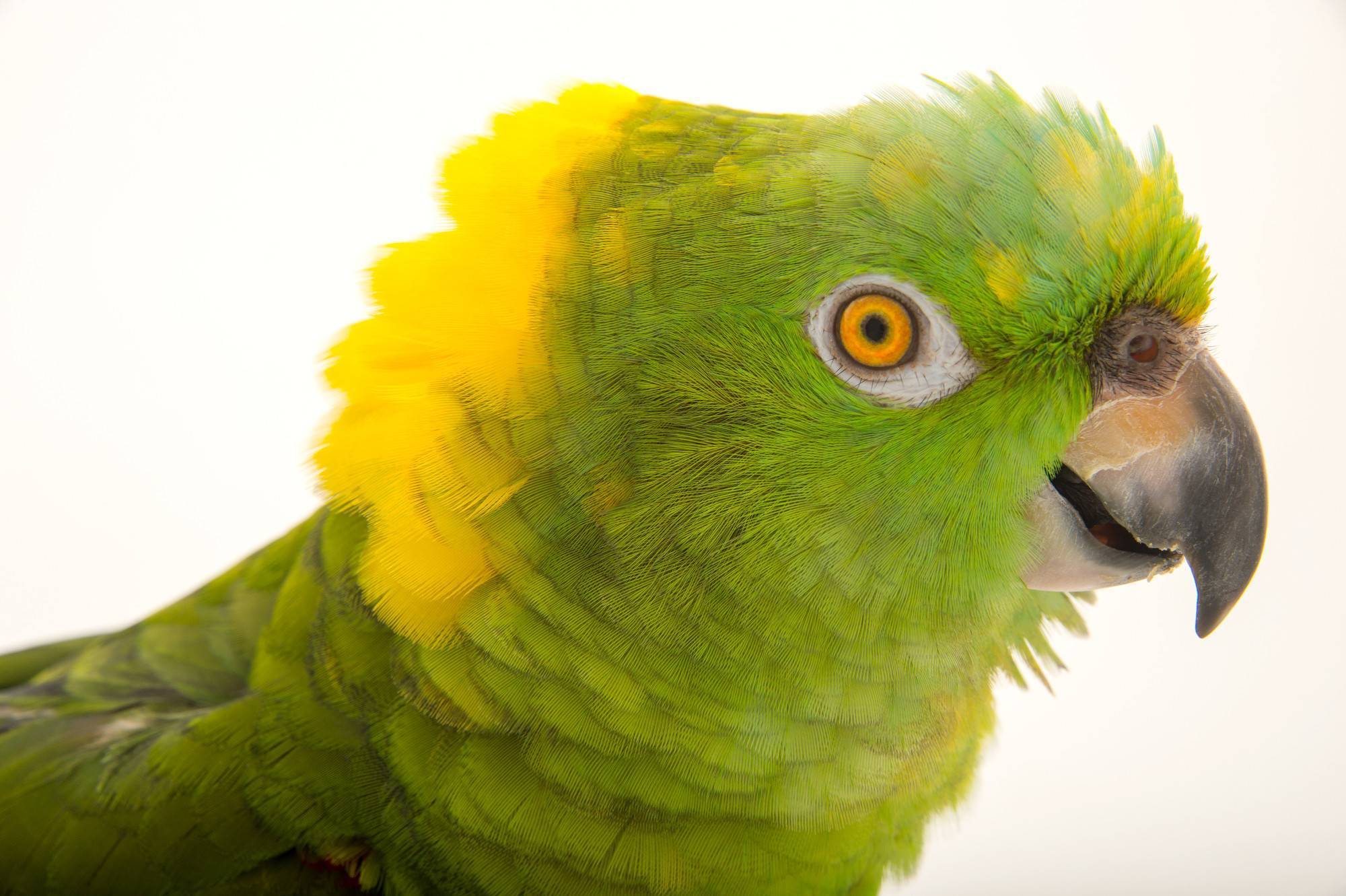 Содержание и питание попугая ара в домашних условиях