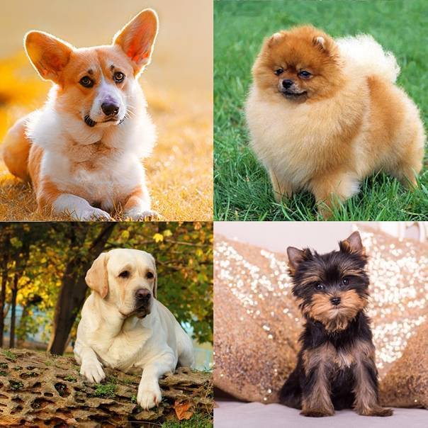 Самые милые породы собак в мире — топ-10 с названием, фото и описанием