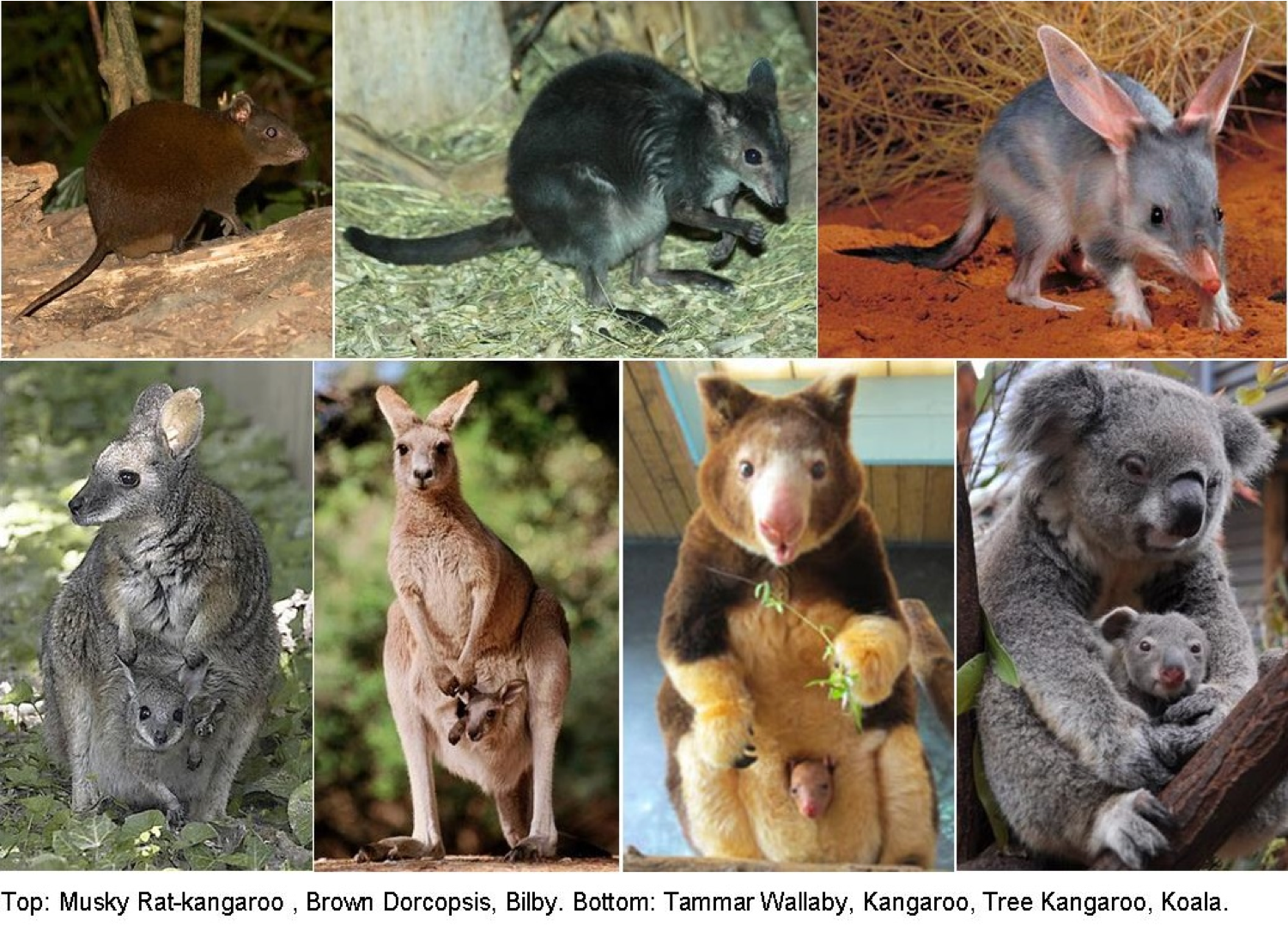 Животный мир австралии в лесах, пустынях и саваннах - обзор с фото