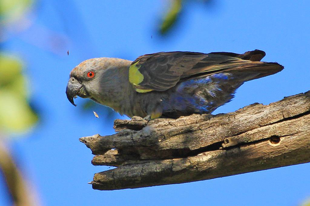 Буроухий краснохвостый попугай (pyrrhura frontalis)