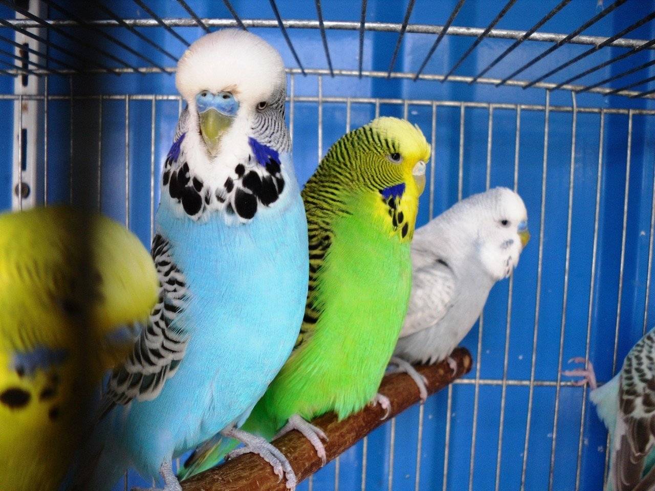Попугай чех. образ жизни и среда обитания попугая чех | животный мир