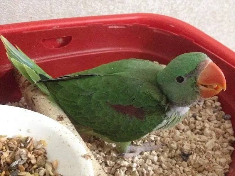 Александрийский попугай: виды, уход и содержание в домашних условиях