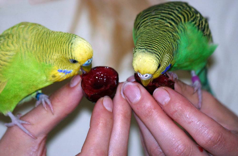 Какие фрукты можно попугаям, как приручить попугая к фруктам