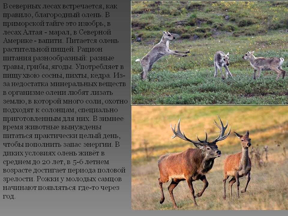 Красный олень - red deer - abcdef.wiki
