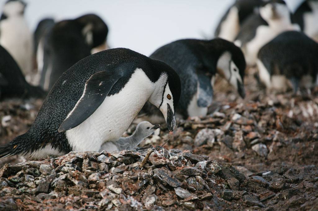 Хохлатый пингвин, или скалистый златовласый пингвин | мир животных и растений