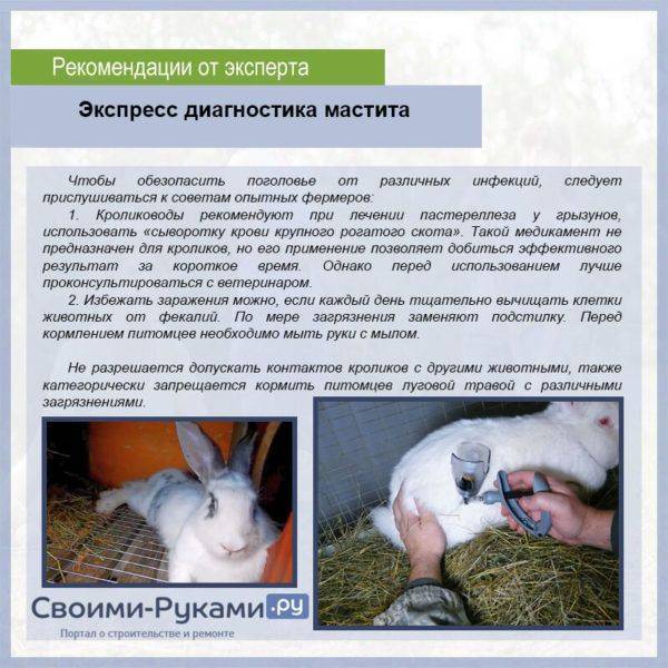 Болезни кроликов: фото, симптомы и их лечение
