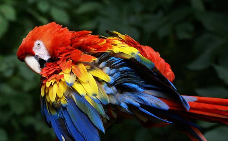 Самые большие попугаи в мире: топ 6 самых крупных пород [новое исследование]
