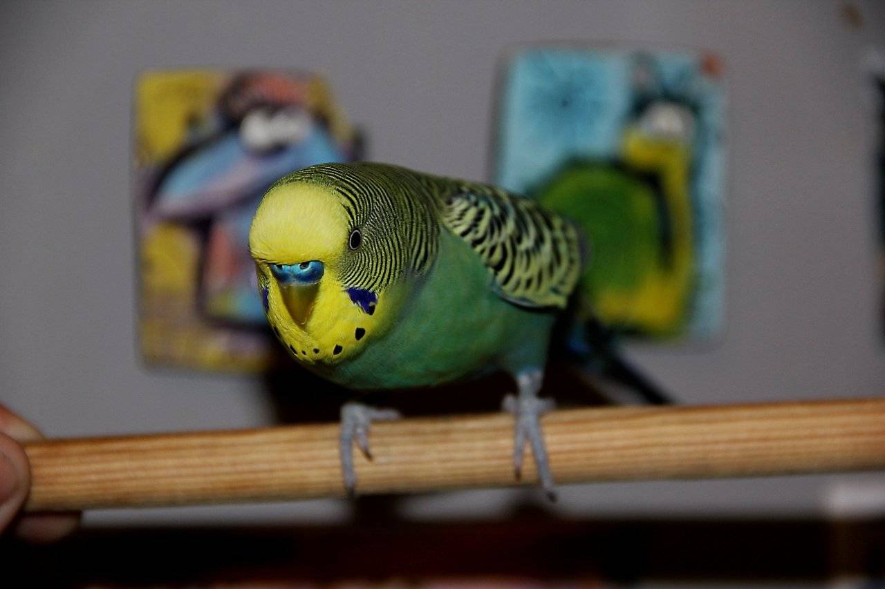 Воспитание попугая - энциклопедия владельца птицы