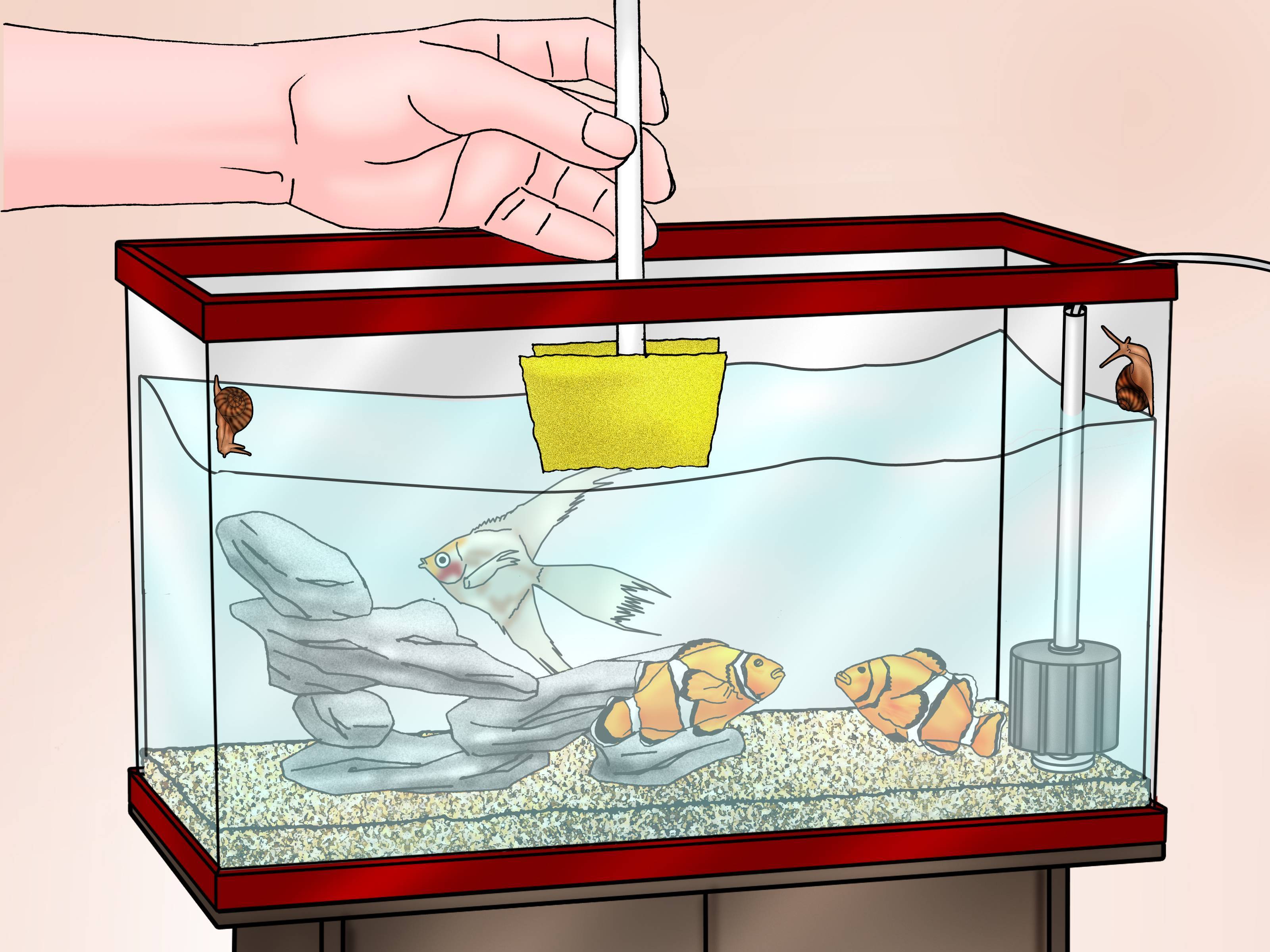 Аквариумные рыбки:содержание, уход для начинающих