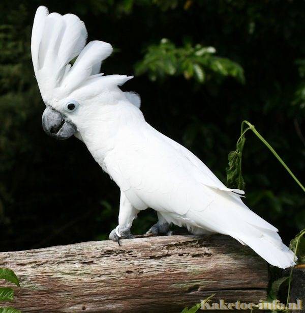 Легко приручаемый дружелюбный попугай белый какаду