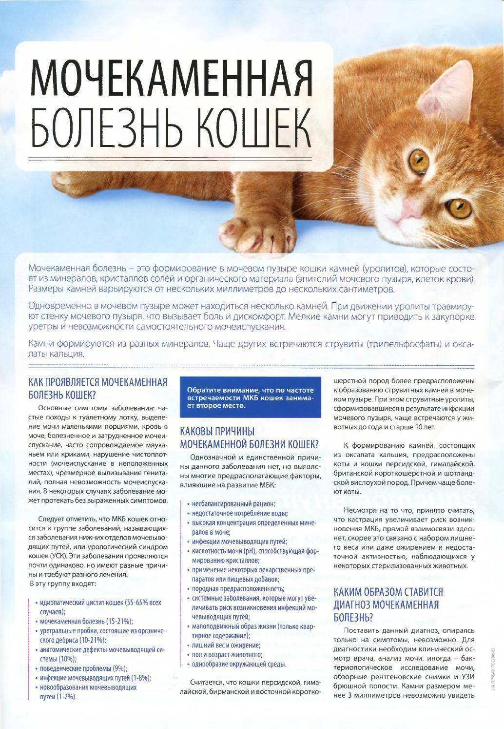 Мочекаменная болезнь у котов: симптомы и лечение — pet-mir.ru