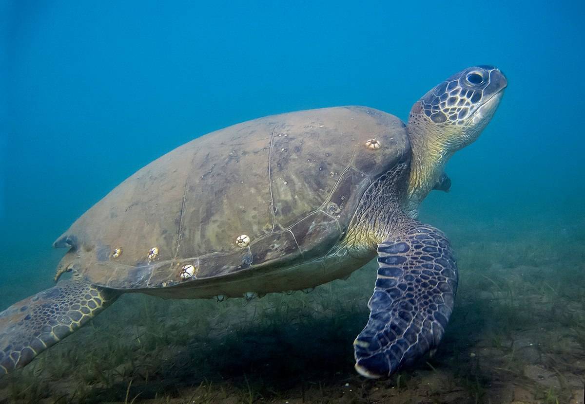 Кожистая черепаха: образ жизни, среда обитания и размножение (100 фото и видео)