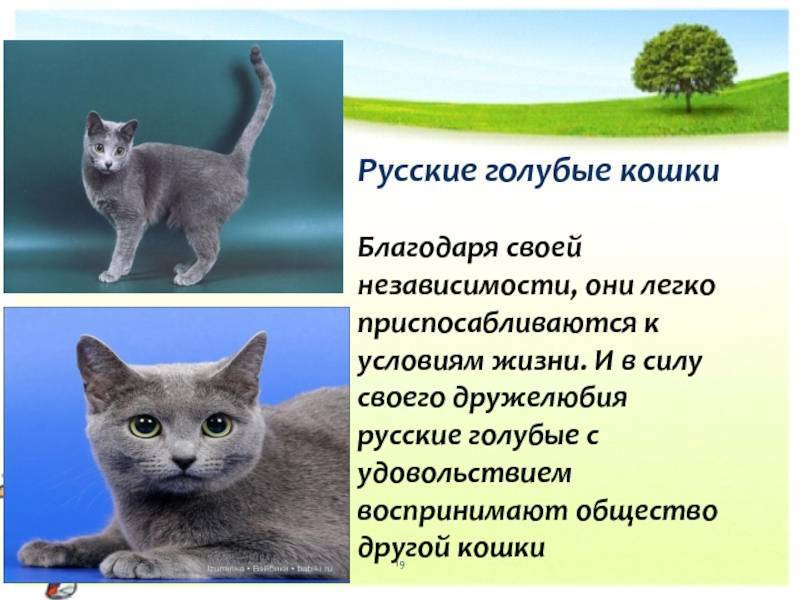 Русская голубая кошка: особенности содержания породы — domovod.guru