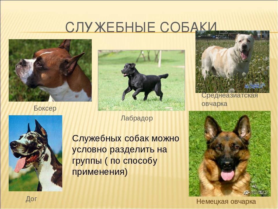 Породы собак с фото: полный список пород, описаний и изображений