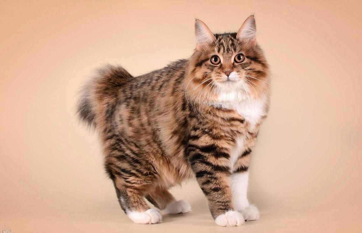 Курильский бобтейл | короткохвостая кошка из россии