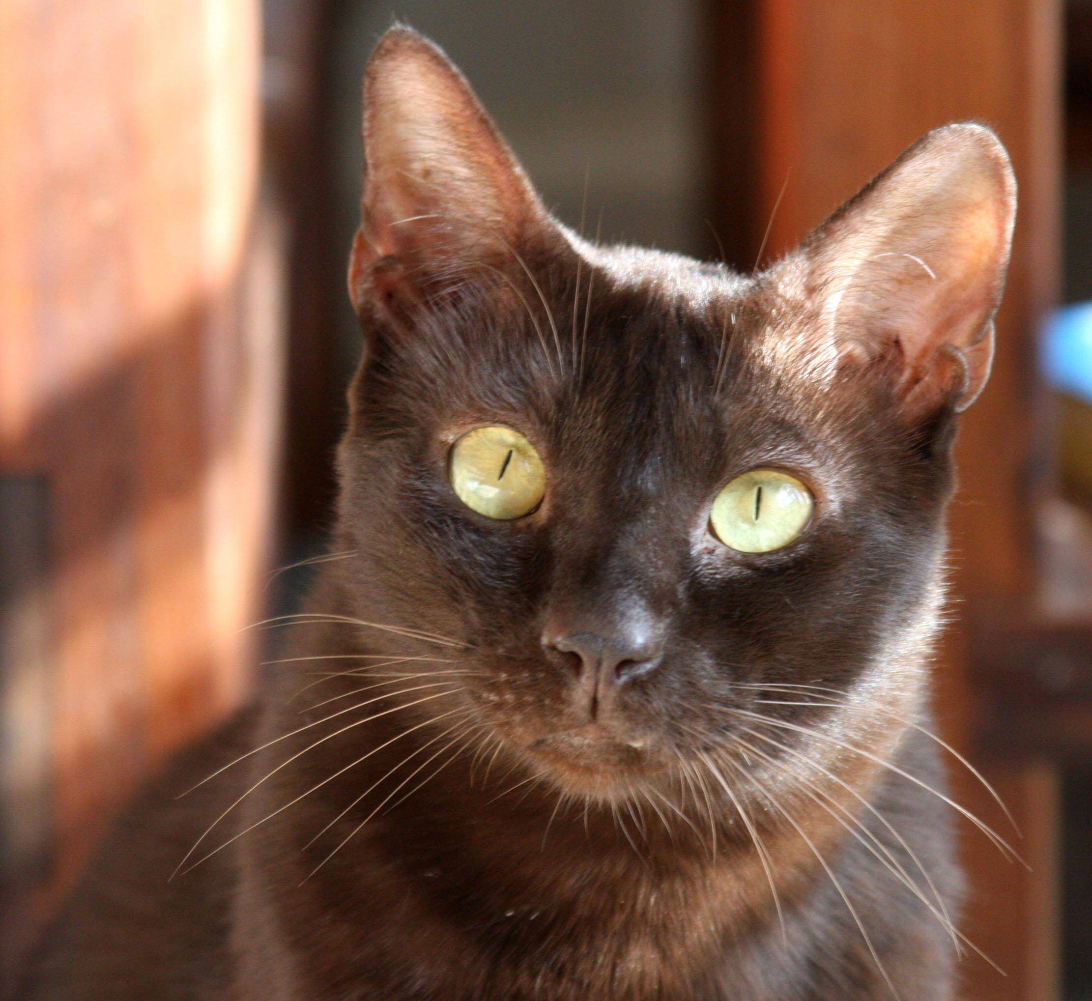 Кошка гавана: описание породы, характер, уход, стоимость