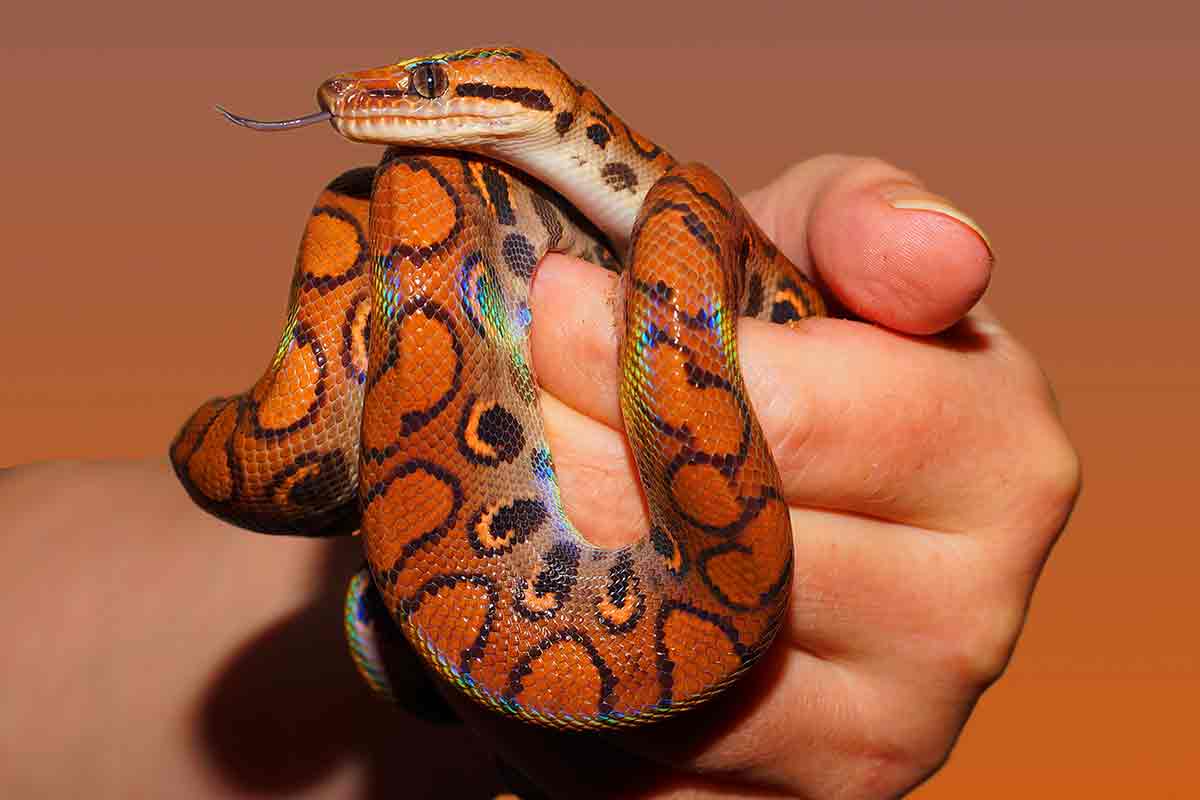 Питон (змея) – описание, фото, виды, где обитает, чем питается