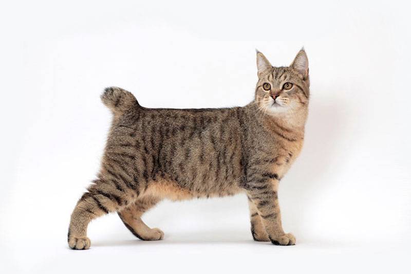 Пиксибоб – дружелюбная порода кошек: описание, фото