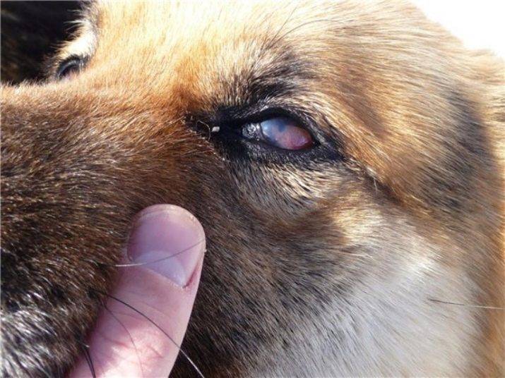 Конъюнктивит глаз у собак - лечение