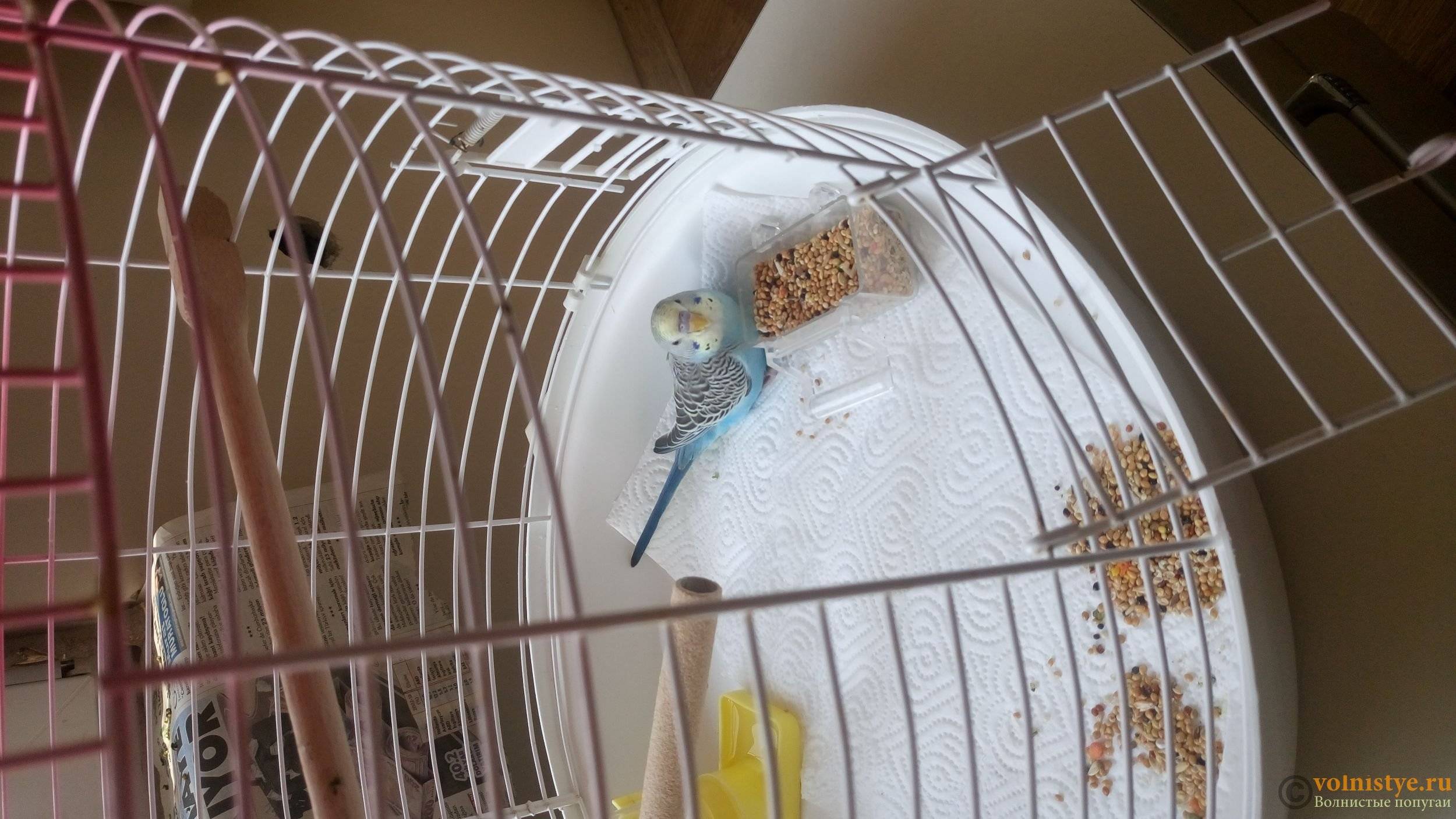 Зеркало для попугая: нужно и можно ли вешать в клетке