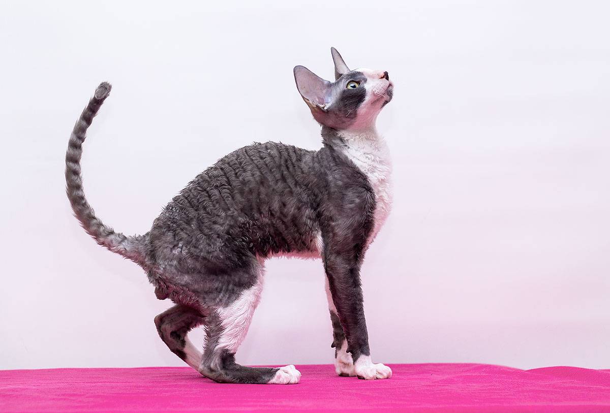 Корниш рекс - 77 фото здоровых и типичных кошек этой породы