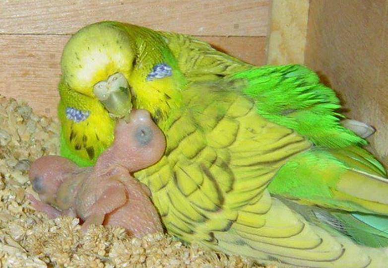 ? разведение попугаев в домашних условиях: условия, кормление, уход