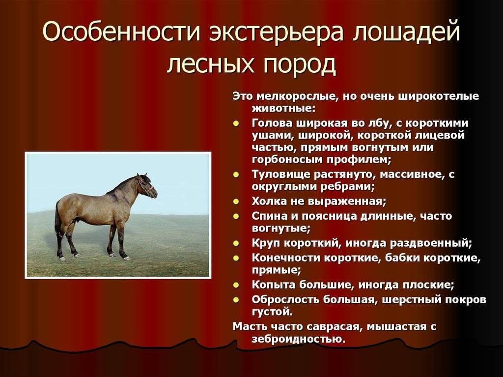 Виды конного спорта: список и описание | мои лошадки