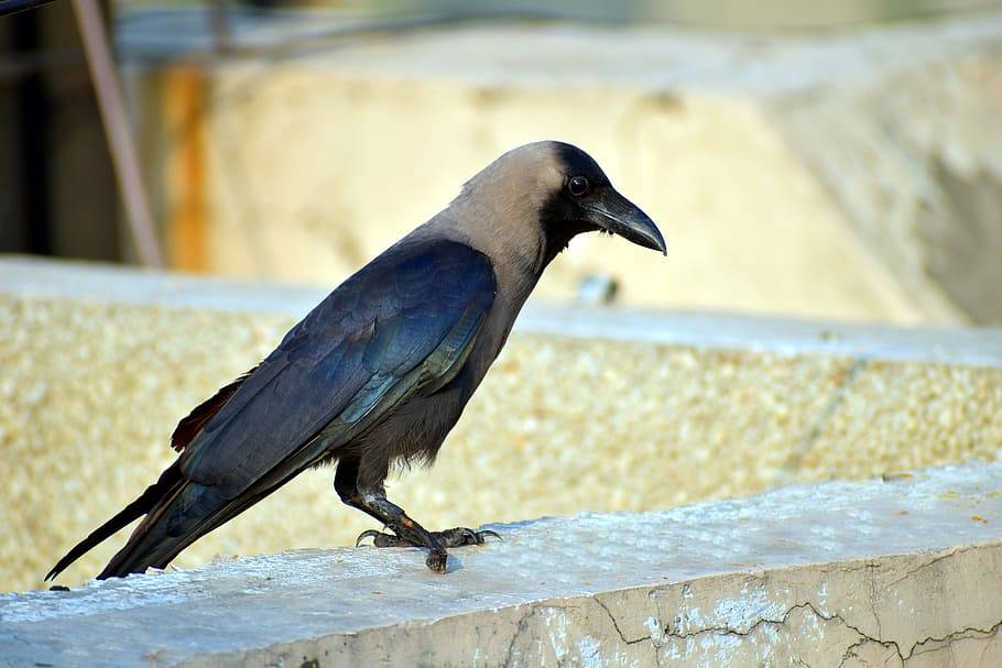 Что ест ворона в диких и домашних условиях. содержание вороны в качестве домашнего питомца