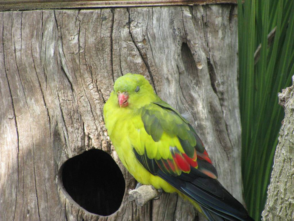 Какарик – прыгающий попугай со взбалмошным характером